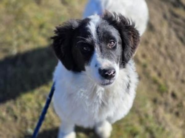 Letizia hofft auf ihre Chance