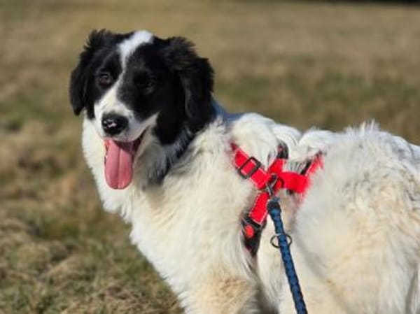 Letizia hofft auf ihre Chance