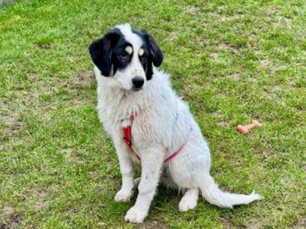 Aufgeschlossener Lele sucht Familie