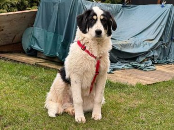 Aufgeschlossener Lele sucht Familie