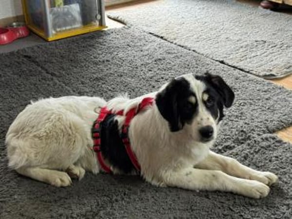 Aufgeschlossener Lele sucht Familie