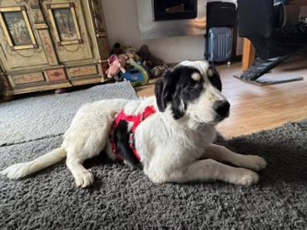 Aufgeschlossener Lele sucht Familie