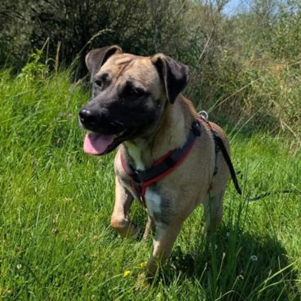 Coca aus RO, in DE 79238 Ehrenkirchen