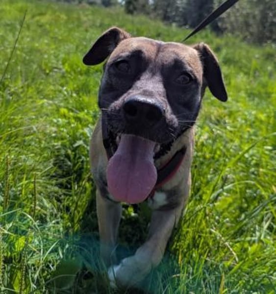 Coca aus RO, in DE 79238 Ehrenkirchen