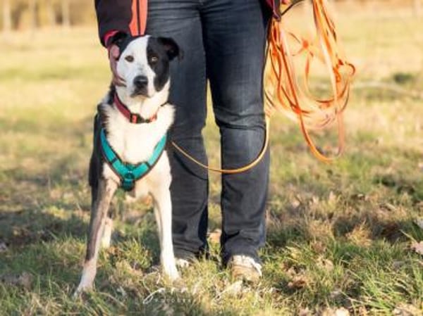 Andur sucht liebe Menschen