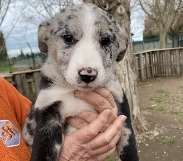 ANKA dit CHAUSSETTE (En cours d'adoption)