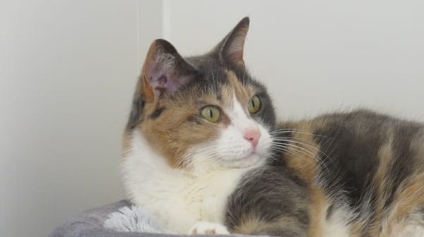 Poupette (réservée)