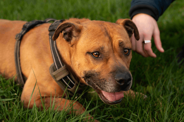 ZINO (réservé) OAA19800