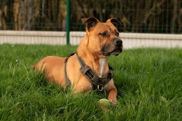 ZINO (réservé) OAA19800