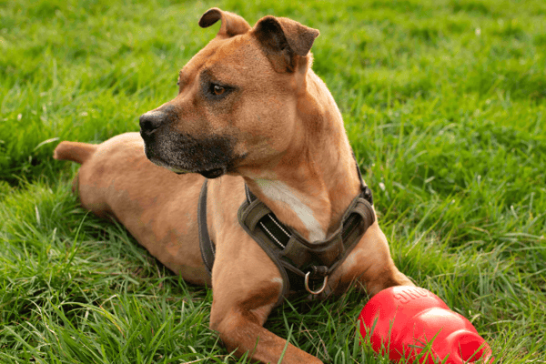 ZINO (réservé) OAA19800