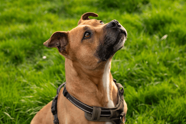 ZINO (réservé) OAA19800