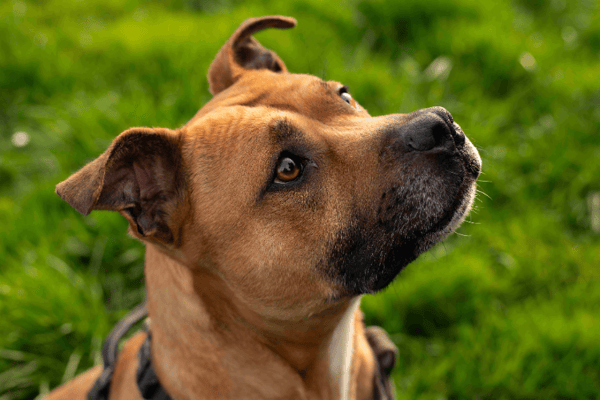 ZINO (réservé) OAA19800