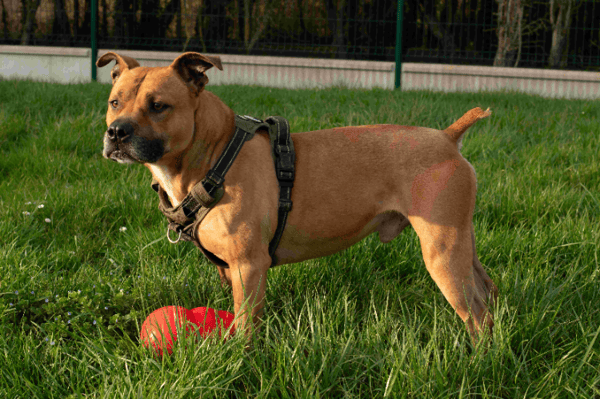 ZINO (réservé) OAA19800