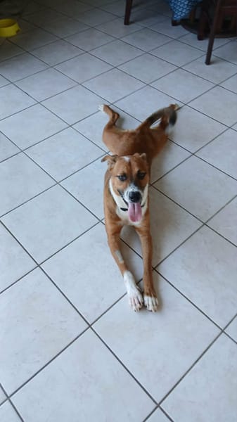 ALOKA LE CHOUCHOU CREOLE