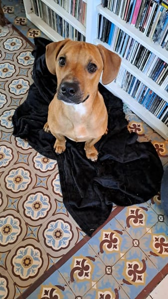 GOLIATH LE MAGNIFIQUE