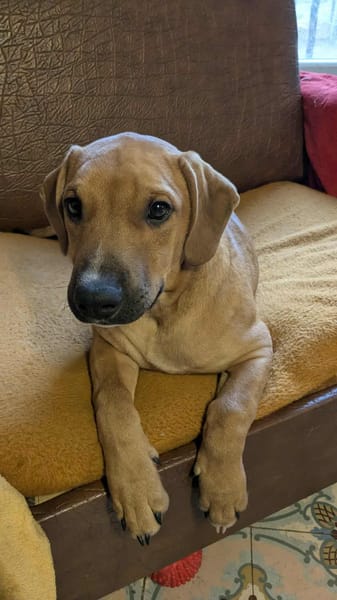 GOLIATH LE MAGNIFIQUE