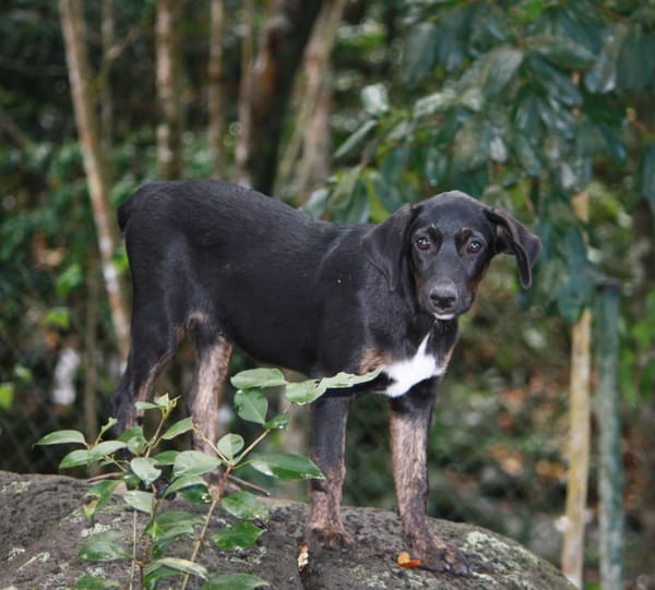 ALOE, chiot Berger Créole, femelle