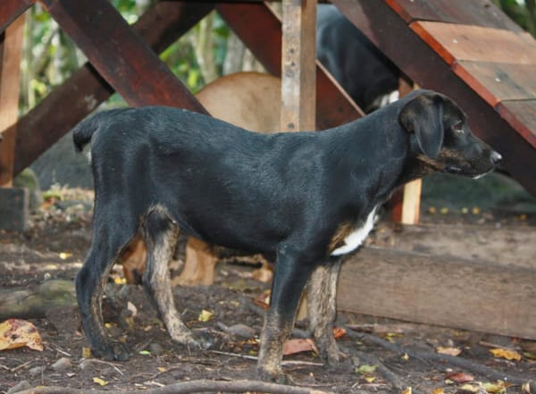 ALOE, chiot Berger Créole, femelle
