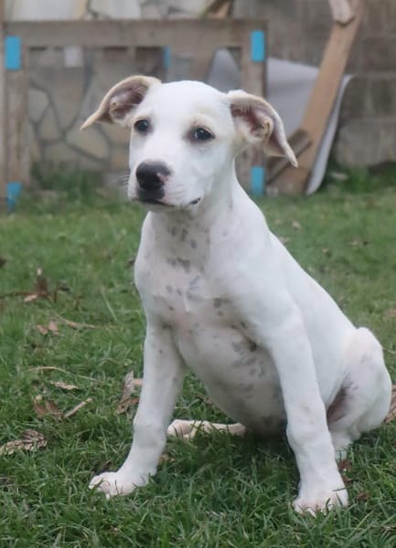 DALLAS, chiot Croisé Labrador mâle