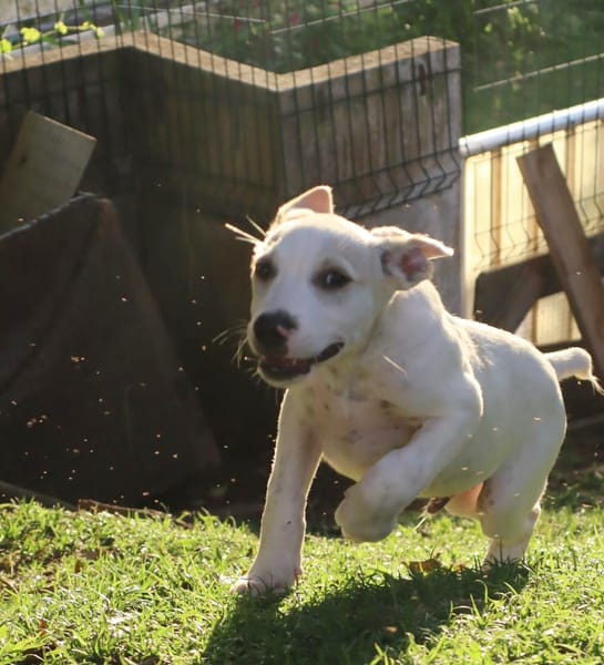 DALLAS, chiot Croisé Labrador mâle
