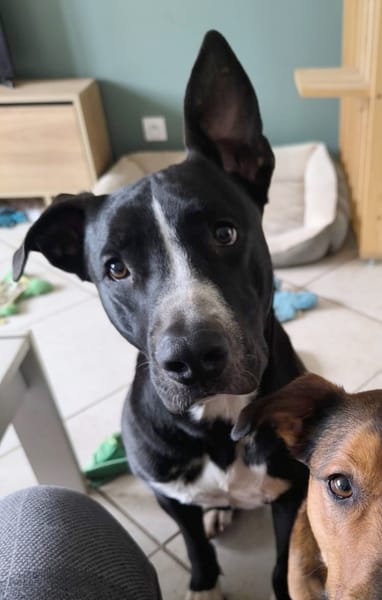 JEÏKO Mâle Berger créole junior