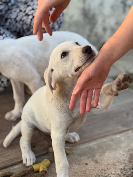 AUSTIN, chiot Croisé Labrador mâle