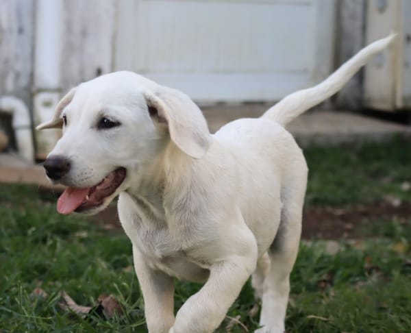 AUSTIN, chiot Croisé Labrador mâle