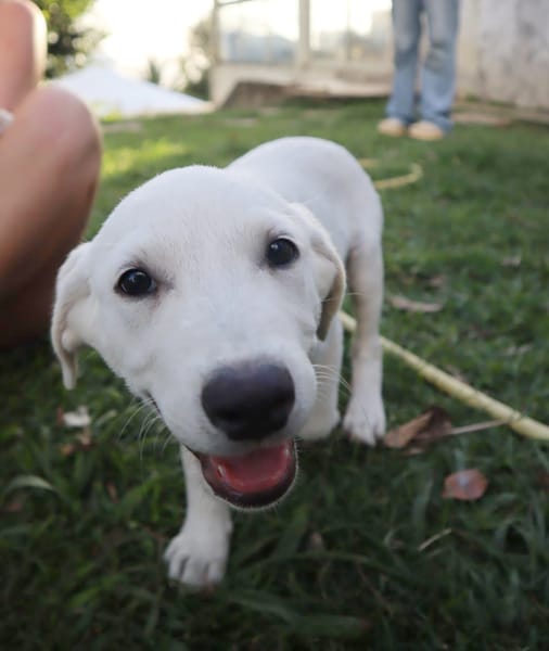 AUSTIN, chiot Croisé Labrador mâle
