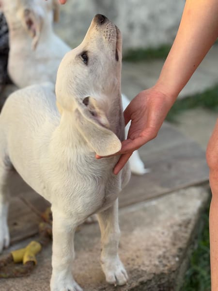 AUSTIN, chiot Croisé Labrador mâle