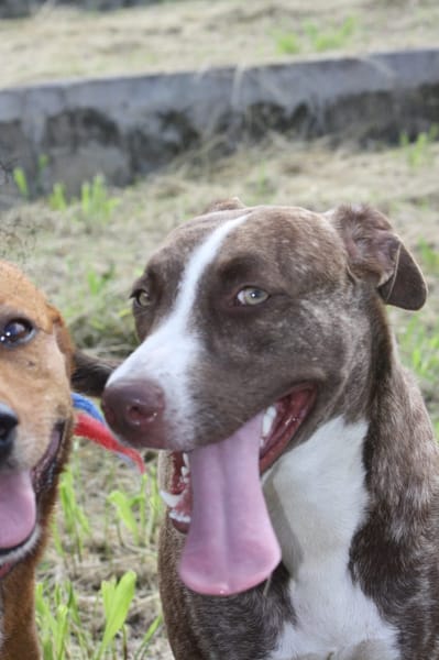 CANDY, Femelle Berger Créole junior