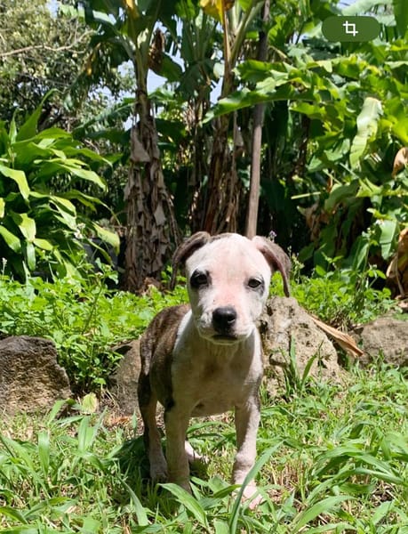 CLÉO, chiot Berger Créole, femelle