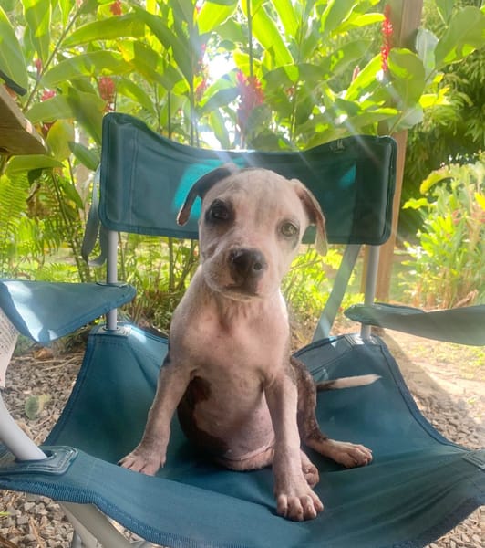 CLÉO, chiot Berger Créole, femelle