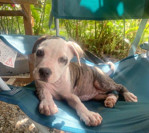 CLÉO, chiot Berger Créole, femelle