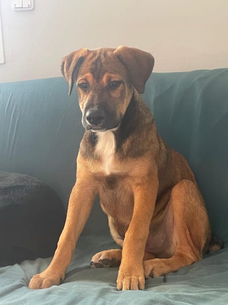 SAMOA, chiot Berger Créole mâle