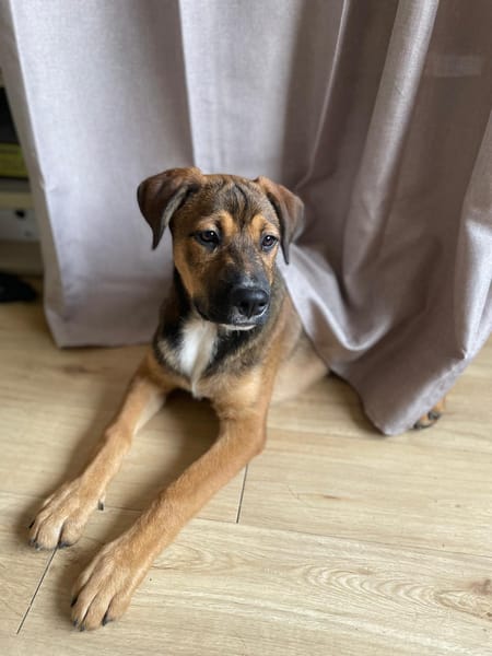 SAMOA, chiot Berger Créole mâle