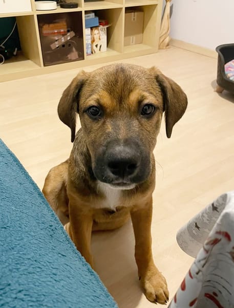 SAMOA, chiot Berger Créole mâle