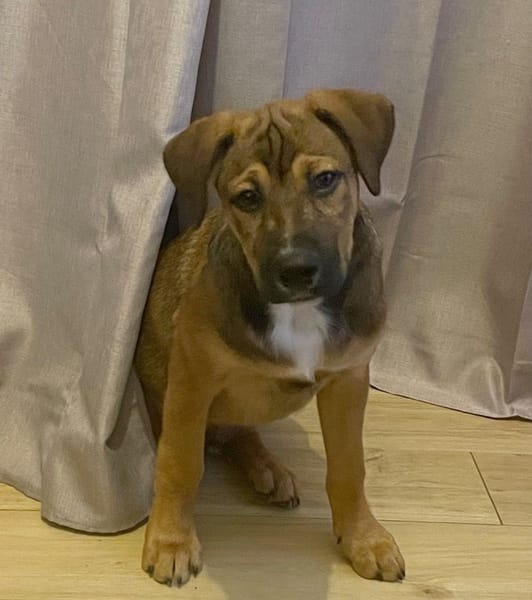 SAMOA, chiot Berger Créole mâle