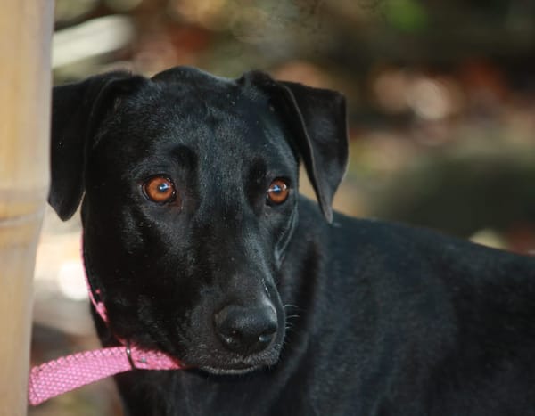 USLA, Femelle junior Berger Créole