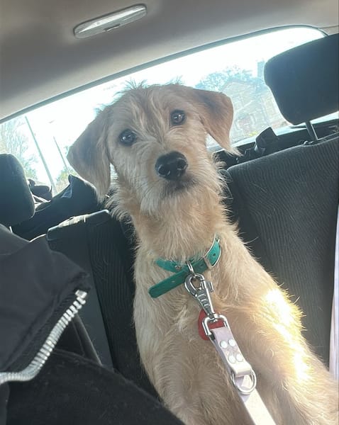 MANHATTAN, Femelle junior croisée