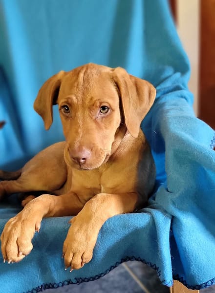 PIYUT, chiot Berger Créole mâle