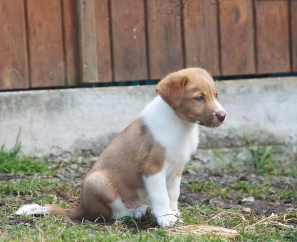 SANDY, chiot Berger Créole mâle