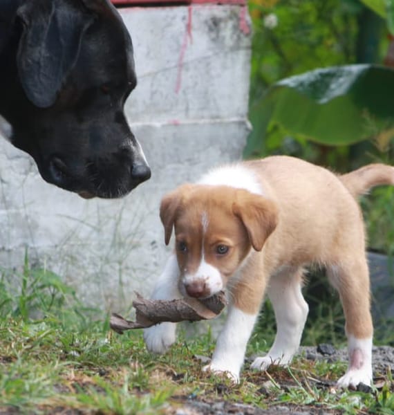 SANDY, chiot Berger Créole mâle