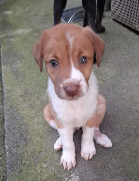SANDY, chiot Berger Créole mâle