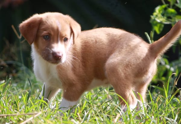 SANDY, chiot Berger Créole mâle