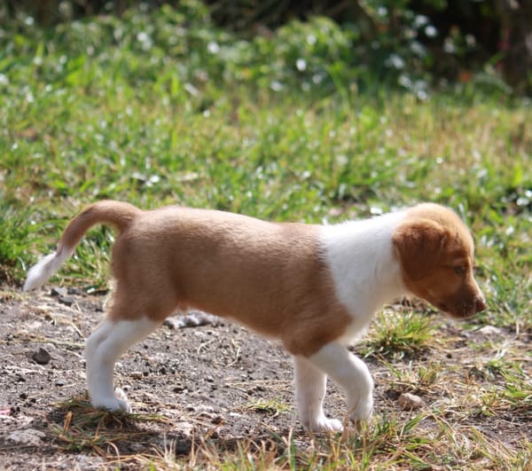 SANDY, chiot Berger Créole mâle