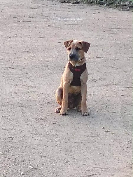 🐾 À L’ADOPTION – ASHER, adorable boule d’amour 🐾