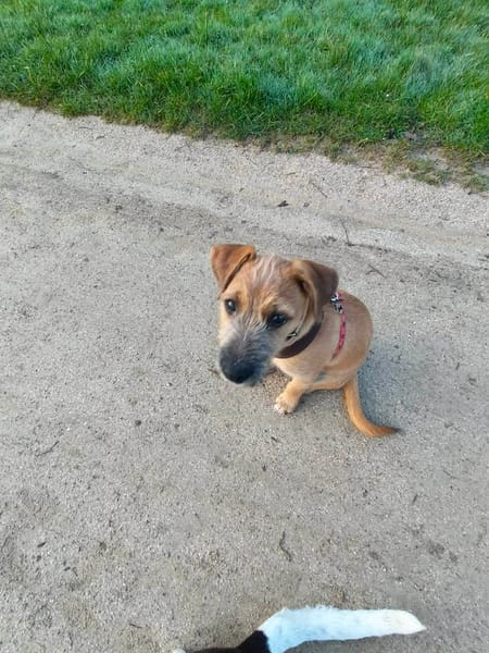 🐾 À L’ADOPTION – ASHER, adorable boule d’amour 🐾