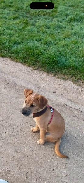 🐾 À L’ADOPTION – ASHER, adorable boule d’amour 🐾