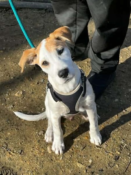 🐾 À L’ADOPTION – ASLO, craquant loulou à la tête de fripouille 🐾