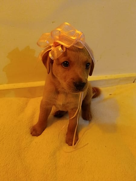 Veruka la bouille d'amour